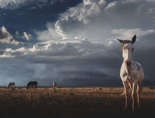 2023 Photographer of the Year: Finalists